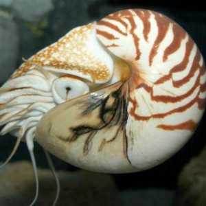 Nautilus (školjkaši): opis, struktura i zanimljive činjenice