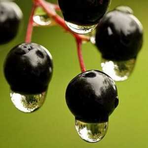 Imena crnih bobica korisnih i opasnih za zdravlje