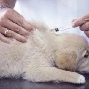 Neophodni postupak - cijepljenje: štenci u kojoj dobi su cijepljeni?
