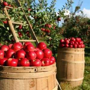 Obvezna gnojiva za jabuke jabuke