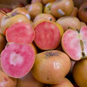 Neobična raznolikost jabuka Pink bisera