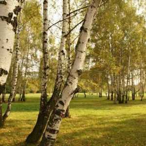 Neslužbeni simboli Rusije. Zašto je breza postala neslužbeni simbol Rusije?