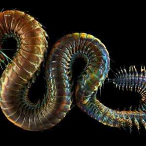 Nereid, morski crv: opis