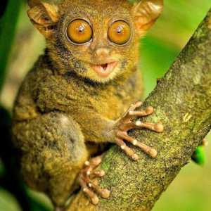 Nevjerojatne životinje planeta: dugo uši majmuna, koji okreće glavu 180 stupnjeva