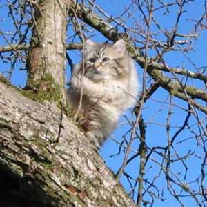 Neva Masquerade Cat: opis pasmine, prirode i pregleda