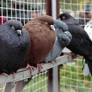 Nikolajev golubovi su ptice koje su cijenjene diljem svijeta