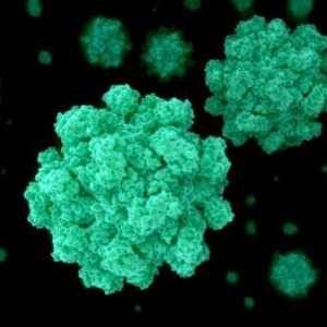 Norovirus infekcija - što je to? Norovirus infekcija: simptomi, dijagnoza i liječenje