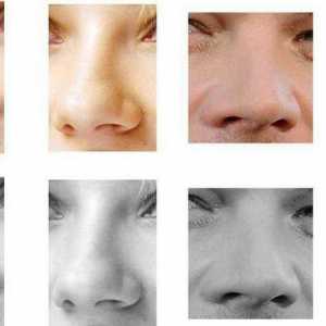 Nos, fizionomija: opis, oblik i značajke