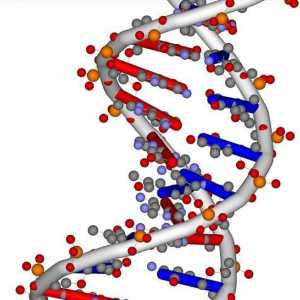 Što je nukleotid? Sastav, struktura, broj i slijed nukleotida u DNA lancu