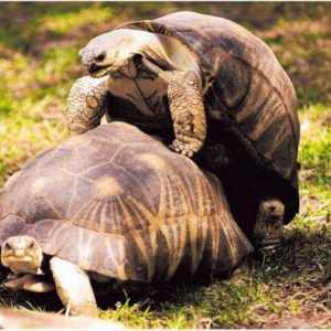 O tome kako kornjače mati zemaljski i crvenokupljeni