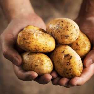 O kojoj je zemlji po prvi put počeo uzgajati krumpir