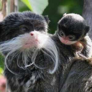 Majmun Imperial Tamarin: Vrste vrsta, stanište, prehrana