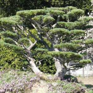 Obrezivanje borova: formiranje krune. Kako saditi stablo stabla