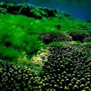 Opće značajke algi i njihovo značenje