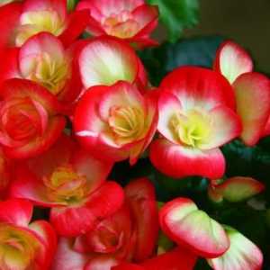 Vrlo lijepa cvijet begonije: kako saditi gomolj i staviti ga na nju