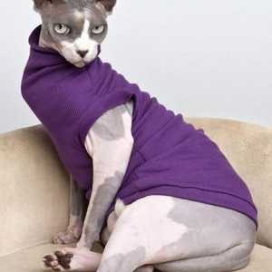 Odjeća za mačku: stvaramo vlastitu odjeću za kućne ljubimce