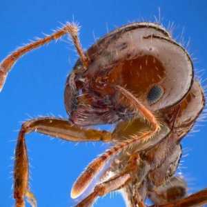 Šareni mravi: opis i fotografija