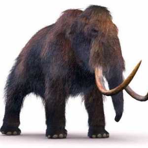 Ogroman mamut: kako nacrtati i podučavati ovo dijete