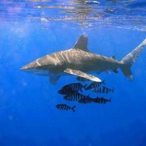 Otočni dugotrajni morski pas: opis, značajke i stanište