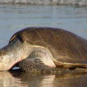Maslinarska kornjača: izgled, način života i životinjska populacija