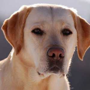 Opis pasmine Labrador Retriever: značajke i karakter