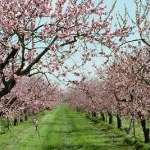Posipati breskvu u proljeće. Peach care u proljeće: značajke i glavna pravila