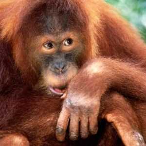 Orangutan Sumatran: opis i fotografija