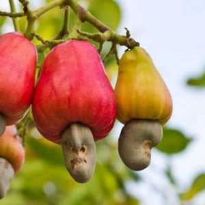 Cashew nuts: korisna svojstva i kontraindikacije