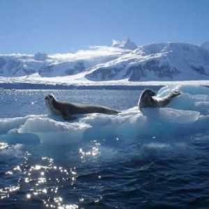 Organski svijet Arktičkog oceana (ukratko)