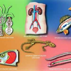 Životinjski organi, organski sustavi: definicija, primjeri