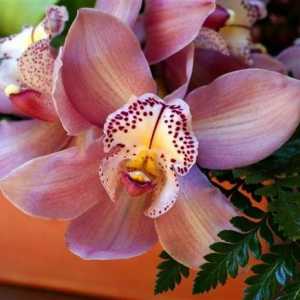 Cumbrian orhideje - prekrasno stvaranje ljudskih ruku