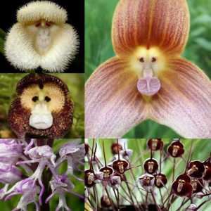 Orkide Drakula: fotografije, sadnja i skrb kod kuće