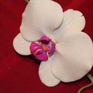 Orhideja od mastika. Učiteljska klasa