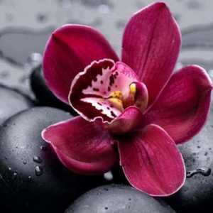 Orhideja: koliko često voda, kako se brinuti? Orhideje u sobnim uvjetima
