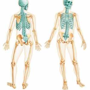 Aksijalni kostur. Kosti aksijalnog kostura