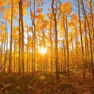 Aspen u jesen - nevjerojatna ljepota i nasilje boja