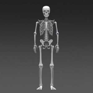 Temelj ljudskog kostura. Kosti kostura