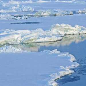 Glavne razlike između Arktika i Antarktike: opis i značajke