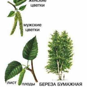Značajke breza papira: opis vrsta, sadnja, skrb