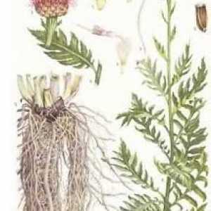Značajke i ljekovita svojstva leuzea safflower