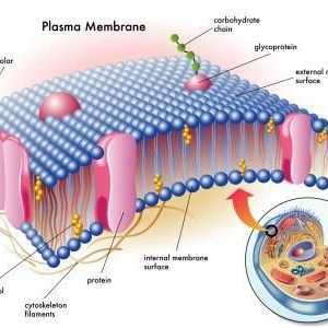 Značajke, struktura i funkcije staničnih membrana