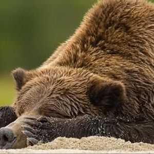 Značajke životinja: zašto medvjed pada u hibernaciju