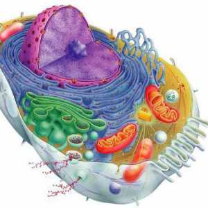 Što određuje oblik stanica? Stanični oblici