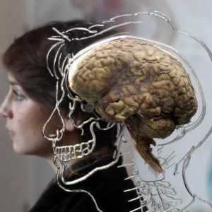 Odjeli mozga i njihove funkcije: struktura, značajke i opis