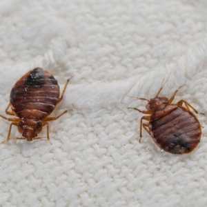 Odakle dolaze bugovi u stanu i kako ih se riješiti?