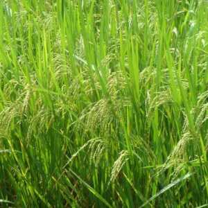 Odakle potječu trave: značajke podrijetla i strukture