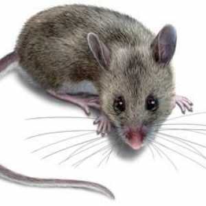 Otrov za miševe: što učiniti kad je kuća dobila glodavce?