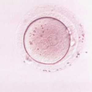 Ovogeneza je proces stvaranja jaja. Spermatogeneza i oogeneza