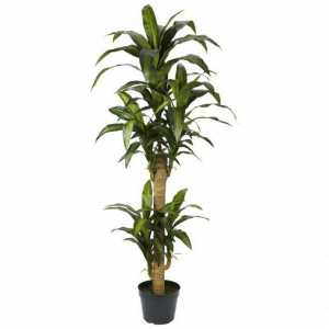 Palma yucca: uzgoj i njegu. Značajke skrbi za palme yucca
