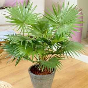 Palm Liviston: skrb kod kuće, posebno raste i recenzije